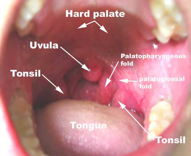 normal oral examination