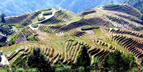 rice paddy fields Ping'an China